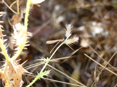 Ischnura cervula