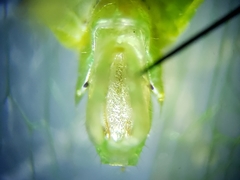 Rhynchomitra microrhina