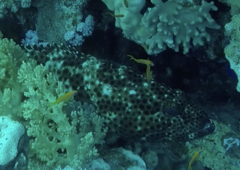 Epinephelidae