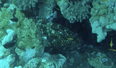 Epinephelidae