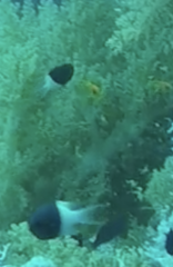 Pycnochromis dimidiatus