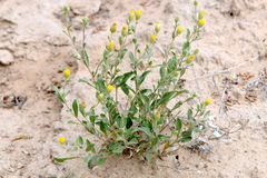 Xanthisma grindelioides