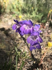 Penstemon gormanii