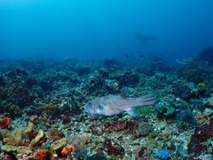 Arothron caeruleopunctatus