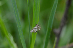 Petrophila canadensis