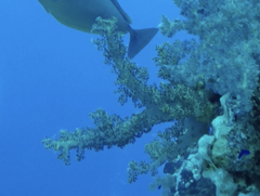 Dendronephthya hemprichi