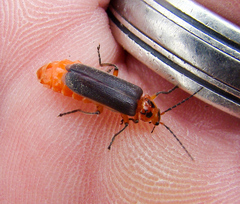 Atalantycha bilineata