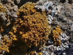 Polycauliona coralloides