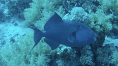 Pseudobalistes fuscus