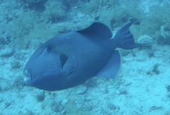 Pseudobalistes fuscus