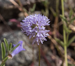 Gilia capitata capitata