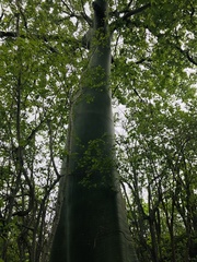 Ceiba trischistandra