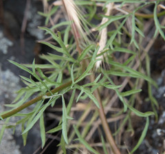 Gilia capitata capitata