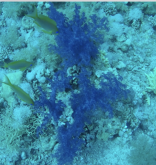 Dendronephthya hemprichi