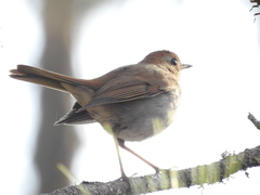 Catharus occidentalis
