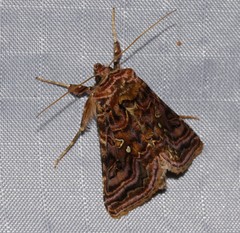 Autographa mappa
