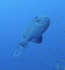 Pseudobalistes fuscus