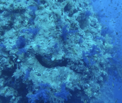 Dendronephthya hemprichi