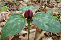 Trillium recurvatum