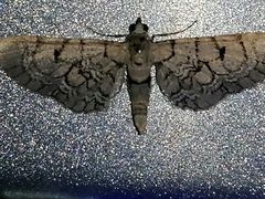 Eupithecia venosata