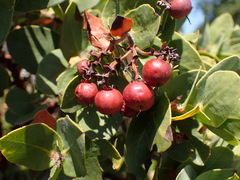 Arctostaphylos purissima