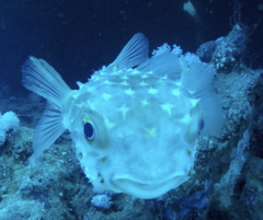Cyclichthys spilostylus
