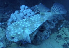 Cyclichthys spilostylus