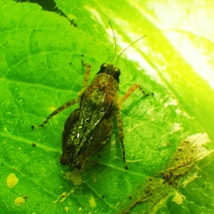 Metrodorinae