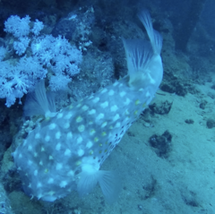 Cyclichthys spilostylus