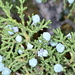 Utah Juniper - Photo (c) Robert Johnson, some rights reserved (CC BY-NC), uploaded by Robert Johnson