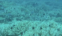 Pycnochromis dimidiatus