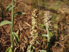 Pterocaulon redolens