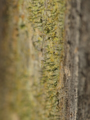 Chaenotheca chrysocephala