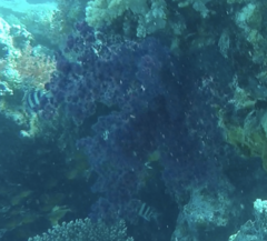 Dendronephthya hemprichi