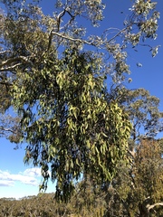 Amyema miquelii