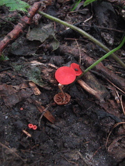 Sarcoscypha occidentalis