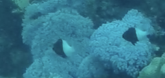 Pycnochromis dimidiatus