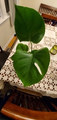 Monstera obliqua