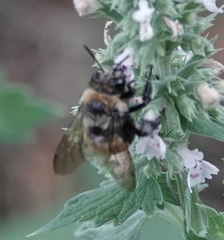 Anthophora bomboides