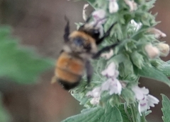 Anthophora bomboides