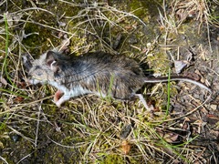 Peromyscus arcticus