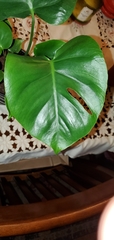 Monstera obliqua