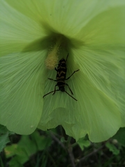 Plagionotus bobelayei