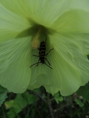 Plagionotus bobelayei