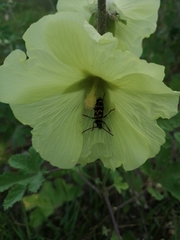 Plagionotus bobelayei