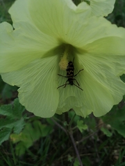 Plagionotus bobelayei