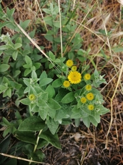 Pentanema germanicum