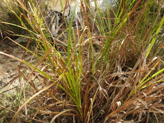 Rhynchospora corymbosa