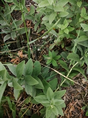 Pentanema germanicum