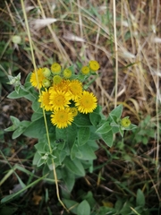 Pentanema germanicum